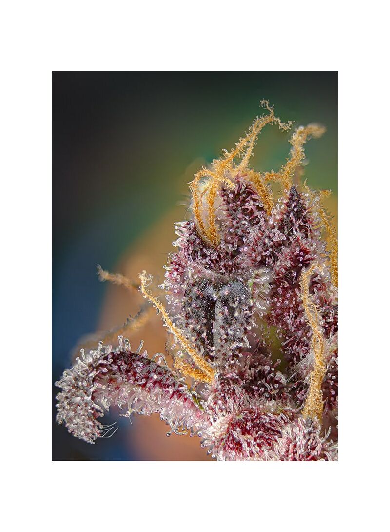 Black Muffin F1 Fast Version, Фасовка: 5+2, изображение 2